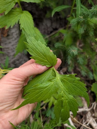 Hydrophyllum fendleri, photograph 2