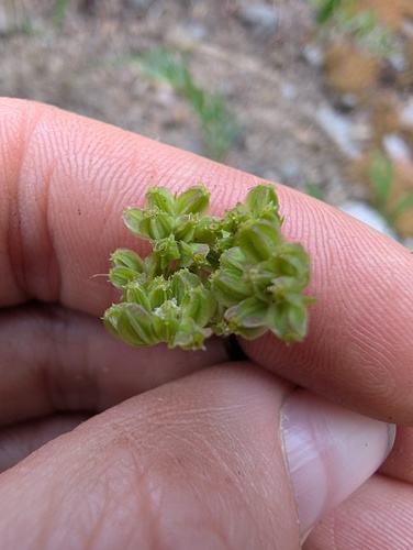Cymopterus lemmonii, photograph 3
