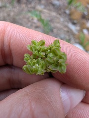 (c) Alissa Iverson, some rights reserved (CC BY) Cymopterus lemmonii, photograph (c) Alissa Iverson, some rights reserved (CC BY)