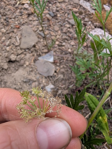 Cymopterus lemmonii, photograph 4