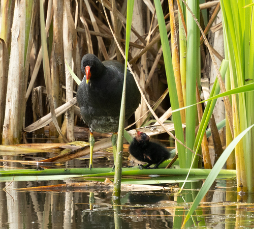 iNaturalist image
