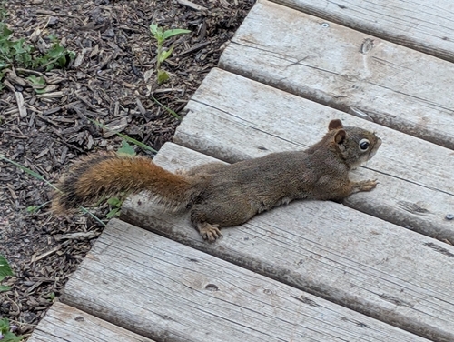 American Red Squirrel