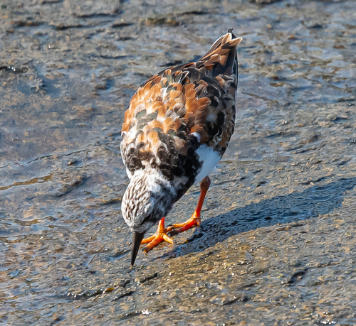 iNaturalist image