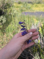 Penstemon mensarum, photograph (c) Alissa Iverson, some rights reserved (CC BY)