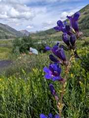 Penstemon mensarum, photograph (c) Alissa Iverson, some rights reserved (CC BY)