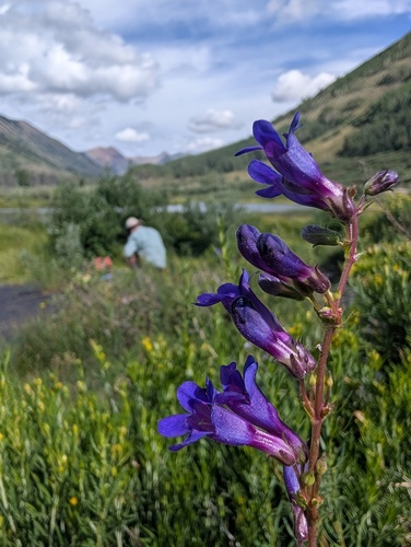 Penstemon mensarum, photograph 4
