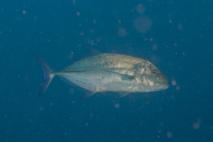 Caranx papuensis