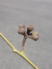 Eucalyptus bancroftii