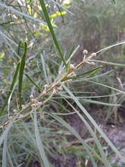 Acacia elongata