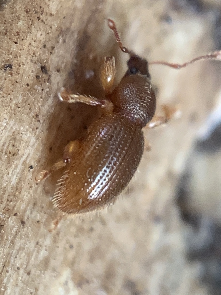 Hairy Spider Weevil