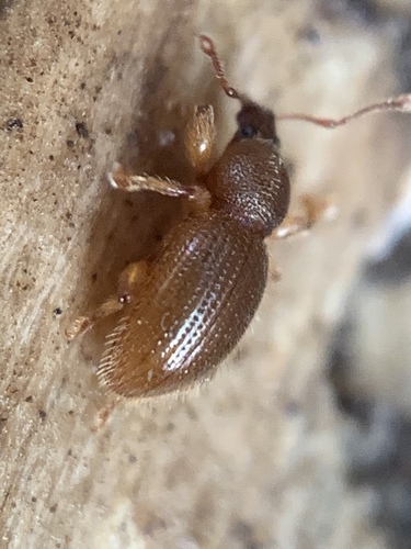 Hairy Spider Weevil