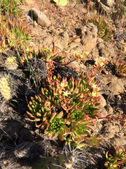 Dudleya virens virens