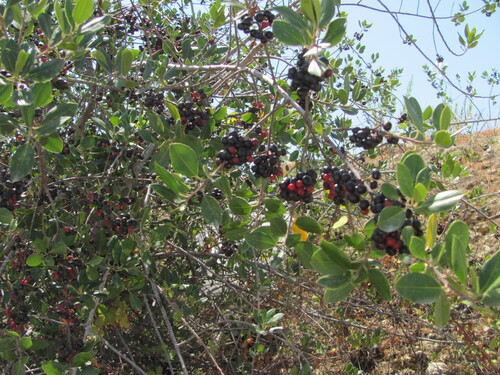 Rhamnus alaternus