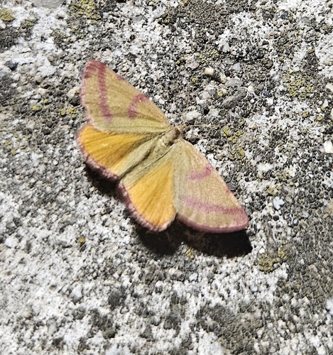 Purple-barred Yellow