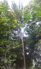 Bertholletia excelsa