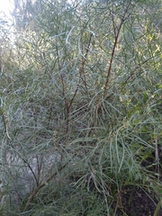 Acacia elongata