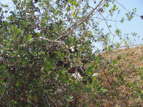 Rhamnus alaternus