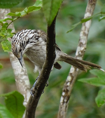 Plectorhyncha lanceolata