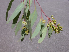 Eucalyptus corynodes