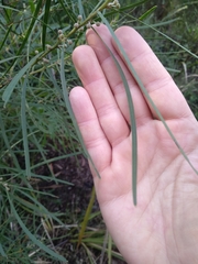 Acacia elongata
