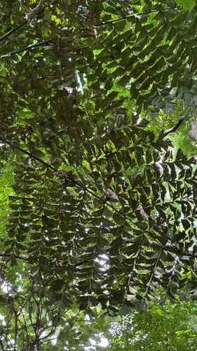 Caryota rumphiana observed 2026-05-20