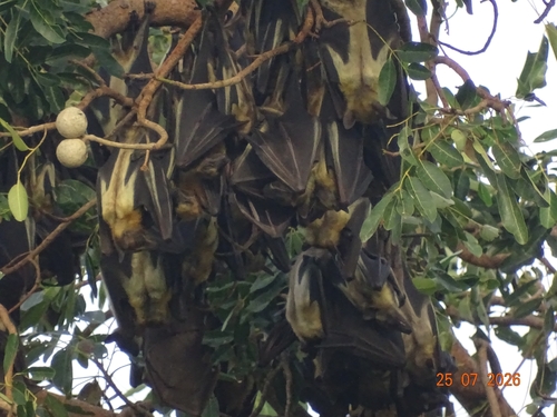 Straw-coloured Fruit Bat