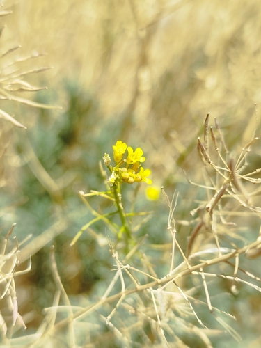 Descurainia bourgaeana, 2026-07-27