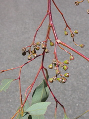 Eucalyptus corynodes