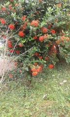 Ixora coccinea