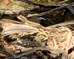 Basiliscus vittatus