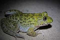 Hoplobatrachus occipitalis