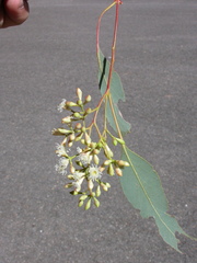 Eucalyptus dawsonii