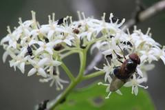 Copestylum vesicularium