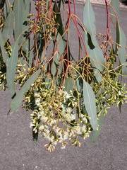 Eucalyptus dawsonii