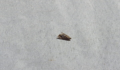 Petrophila jaliscalis