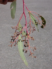 Eucalyptus dawsonii