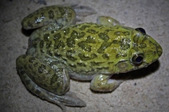 Hoplobatrachus occipitalis