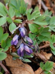 Corydalis ambigua