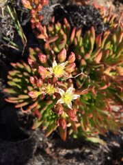 Dudleya virens virens