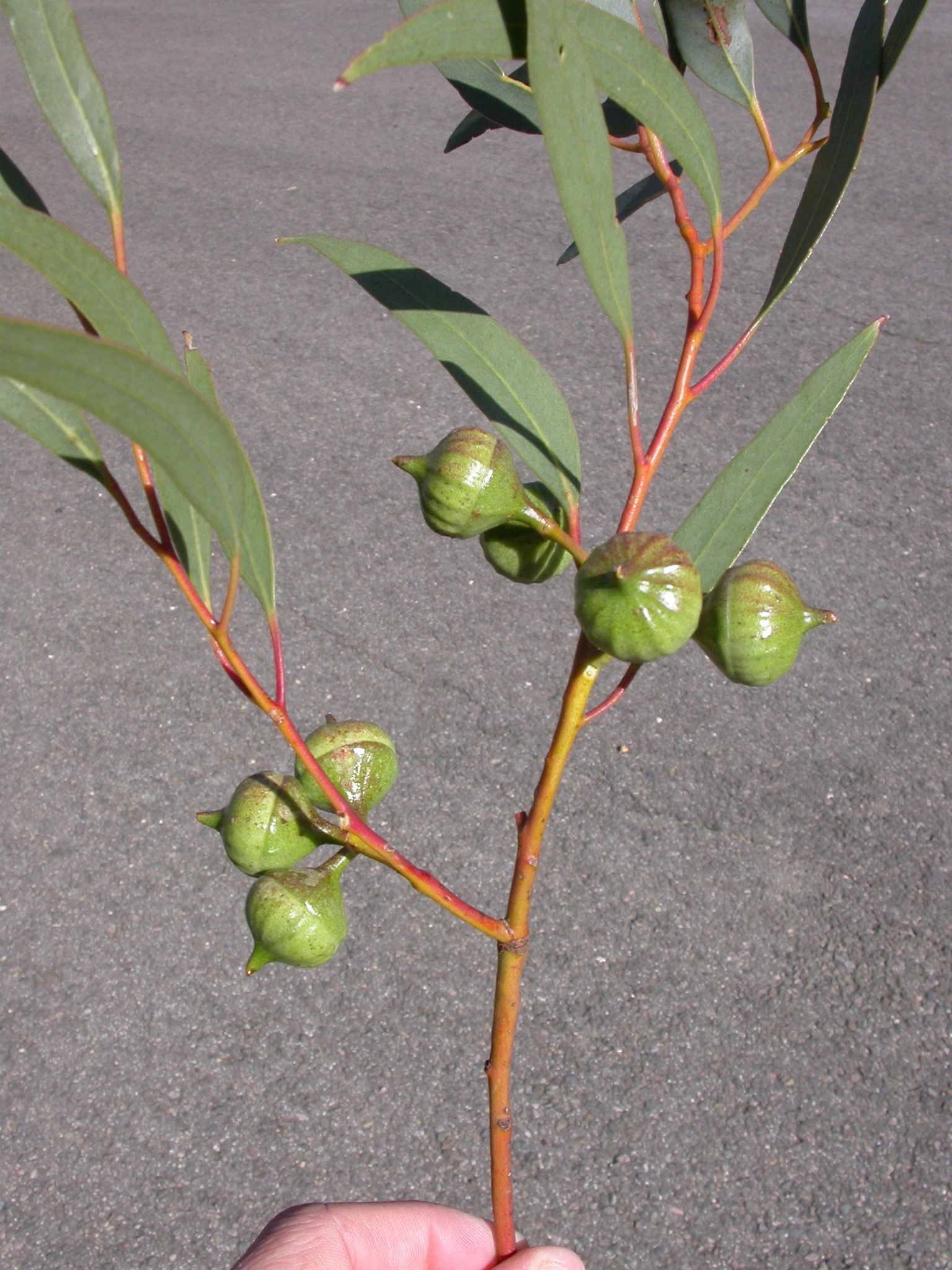 Eucalyptus burracoppinensis