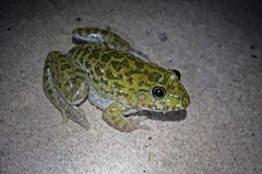 Hoplobatrachus occipitalis