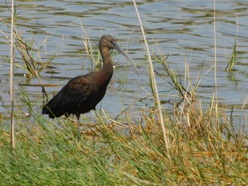 iNaturalist image