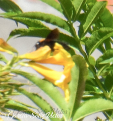 Xylocopa rufidorsum