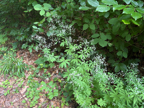 Galium sylvaticum, photograph 6