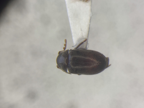 Tricorynus similis
