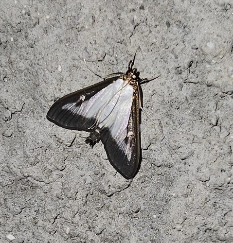 Box Tree Moth