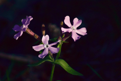 Silene caroliniana