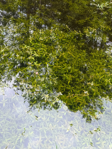 Hygrophila polysperma, photograph 3