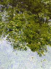 Hygrophila polysperma, photograph (c) Melissa Meadows, some rights reserved (CC BY)