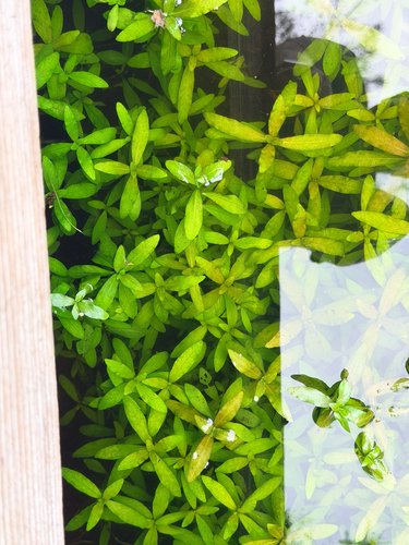 Hygrophila polysperma, photograph 2